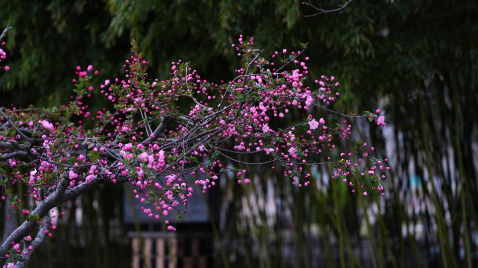 春又来