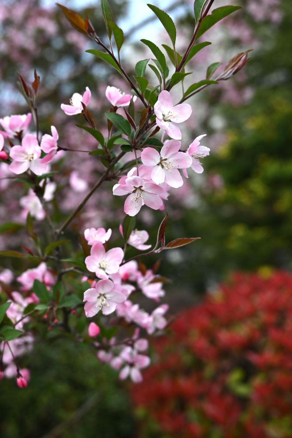DSC_1000.JPG